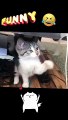 Funny cute Cat Video Hd।। Cute Cat Videos। Funny Cat Video। Funny Cat Video Compliation