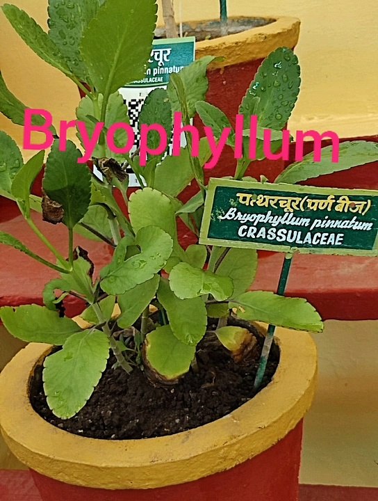 Bryophyllum plant| Pattharchur