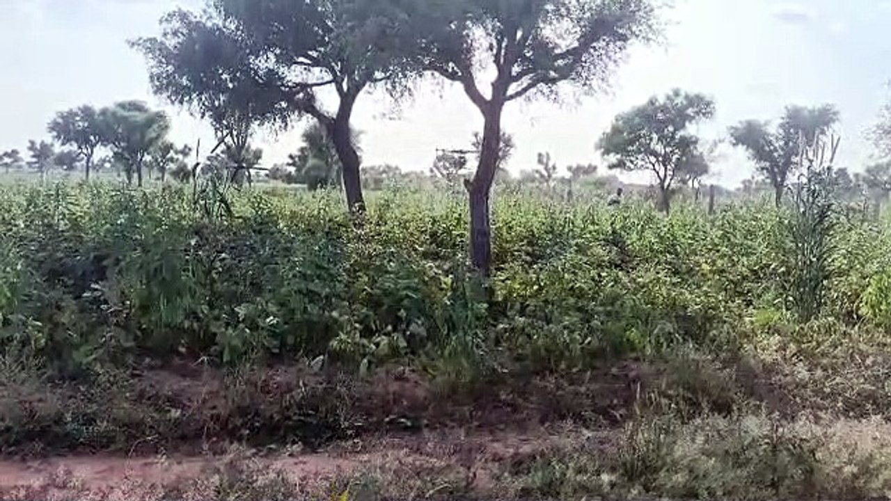 यहां पर यह क्या हो रहा है आसमान से कौन बरसा रहा...