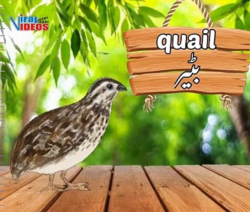 Birds name in English and Urdu  with picture and their sound For Kids