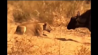 Lion Vs Buffalo।।Lion & Buffalo fighting।। शेर और भैसे कि लड़ाई। Wild animal fight