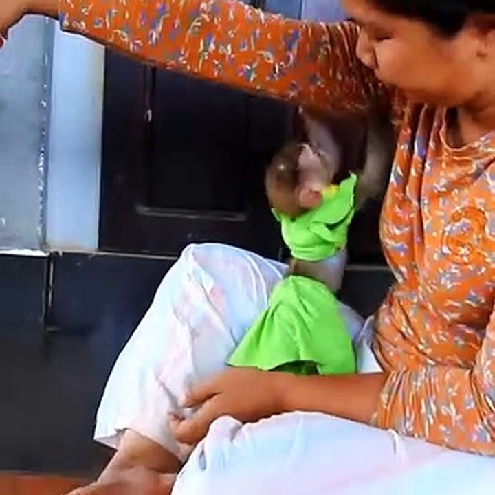 monkey play with lady, monkey baby care video, monkey baby and human,lady taking care of monkey, lady care monkey,how can i make my monkey happy, langoor ki short video, take care monkey,monkey babies playing,  baby monkey funny, puppy playing monkey,