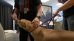 Animal rescue training rescues to become service animals