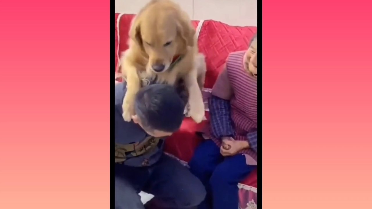 FUNNY VIDEO, a very polite dog to parents, but suddenly he becomes angry....