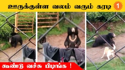 கோத்தகிரியில் மக்களை அச்சுறுத்தி வரும் கரடியை பிடிக்க மக்கள் கோரிக்கை