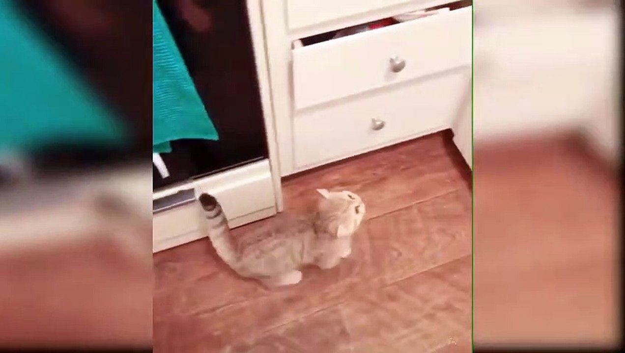 Cat Climbing Challenge