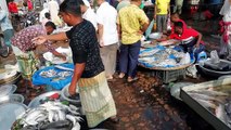 Biggest Retail Fish Market || Many Type of Local Fish || Amazing fish Market of South Asia