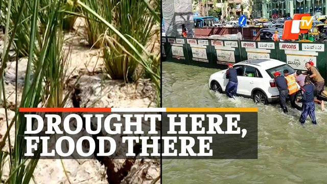 Flood Here, Drought There - Paddy Farmers In Haryana Staring At Drought - Flood Here, Drought There