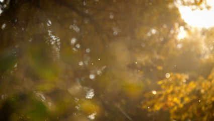 ‘Intense’ fall allergy season forecast for parts of the United States