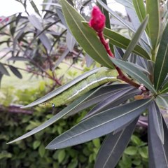 Green Caterpillar  sitting on the leaves in Odisha