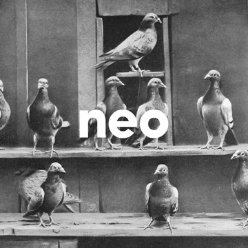 Dans le Nord, on parie sur les courses de... pigeons voyageurs