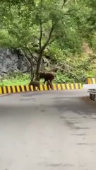 Elephant Baby-Mother love will make U cry ,Love of mother- Love animaux.