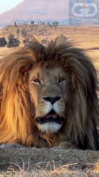 lion in forest fight, the strongest lion pride , the strongest lion pride,lion in forest hunting, the lion in the forest goes roar, catching lion in forest, lions are sitting on a sled, lion hunter killed by lion, lion roar in forest, lion in forest figh