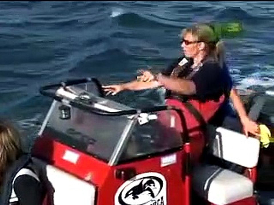 Orca vs Seal