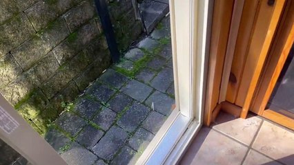 Dog Discovers Dual Doors