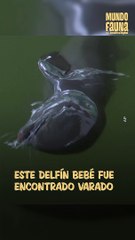 Este delfín bebé fue encontrado varado en la costa de Tailandia