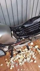 Left At Home Doggo Destroys Motorcycle Seat