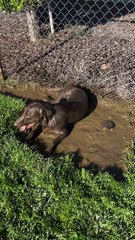 Dog Becomes Double Chocolatey in the Mud