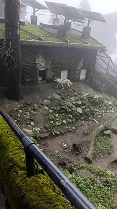 HIMALAYAN WOLF