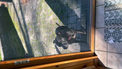 Dog Discovers Dual Doors