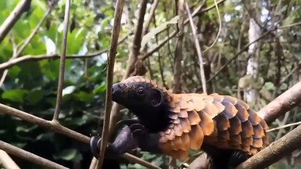 The Lion King Must Be Helpless Against The Hardness Of The Pangolin - The Hunt Of The Speed King