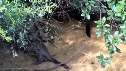 Leopards Risked Their Lives To Take Otter Territory And Got Punched By Otters Without Missing A Beat