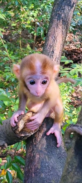 Pretty little monkey