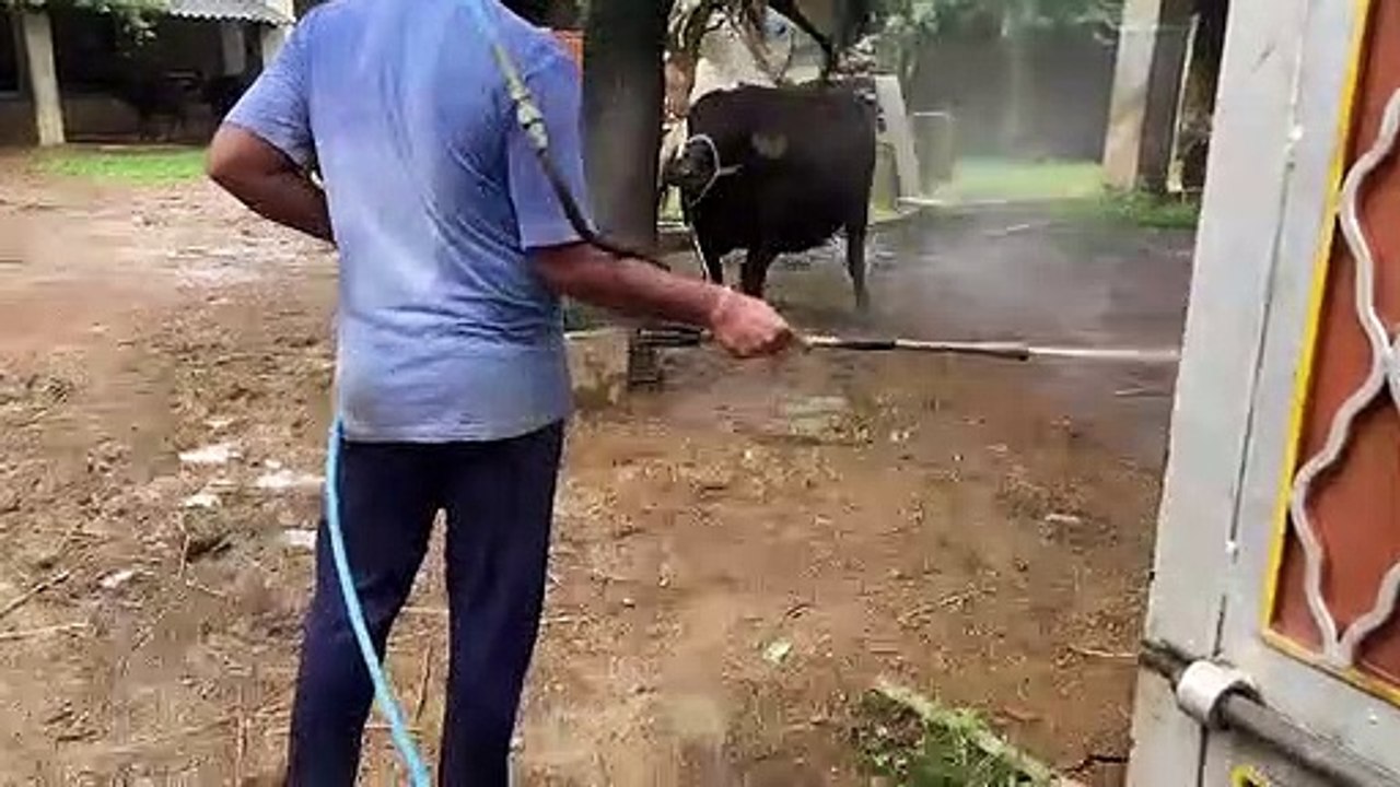 एक ही दिन में पांच सौ गायों में फैला लंपी संक्रमण