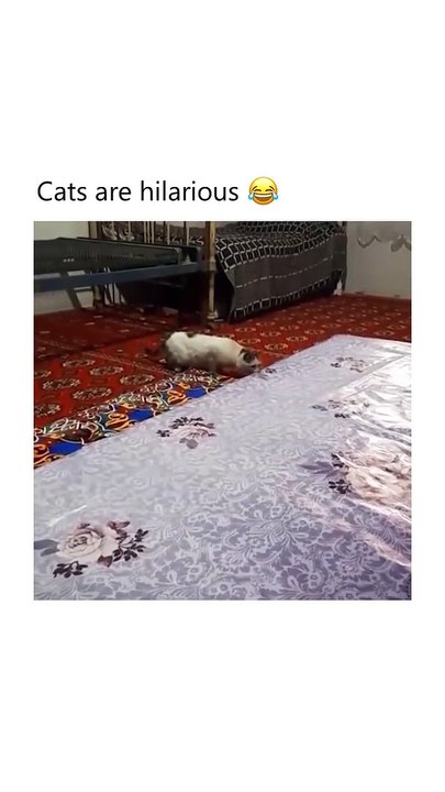Cats Are Hilarious