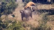 Crazy Buffalo Attacks Hippo Because Hippo Blocks The Way To The Lake -  Hippo Vs Buffalo , Lion