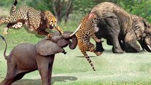 The giant elephant madly chased and killed the leopard mercilessly - elephant vs leopard, lion, cro