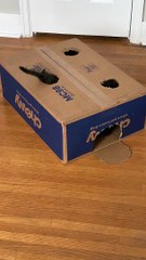 Kitten Play Whack-a-Mole With Cardboard Box