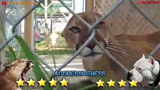 Dogo Argentino VS Mountain Lion Puma Cougar - Trained Dogo Dog VS Puma Cougar Comparison