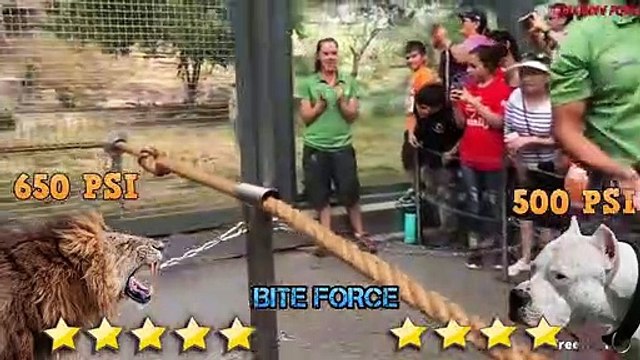 Dogo Argentino VS Lion - Lion VS Trained Dogo Argentino - Blondi Foks