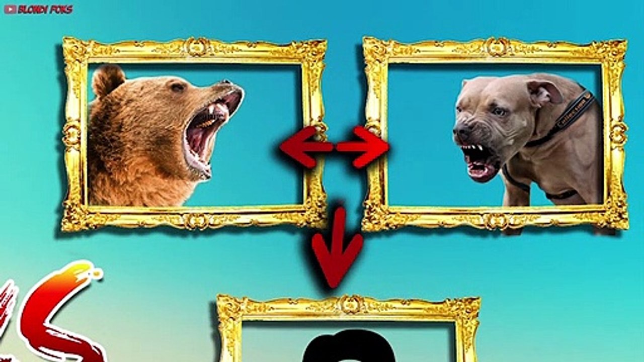 Puma VS Wolf VS Bear - Amazing Wild Animals Fights Comparisons! (Animated)