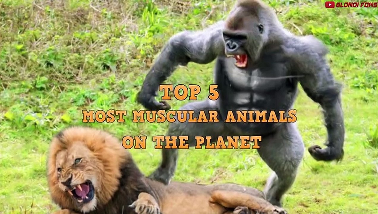 Top 5 Most Muscular Animals That Can Defeat Lion - Blondi Foks - video ...