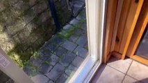 Dog Discovers Dual Doors