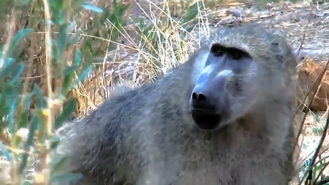 King Of Speed And King Of All Species Must Also Submit To The Bravery Of Monkeys