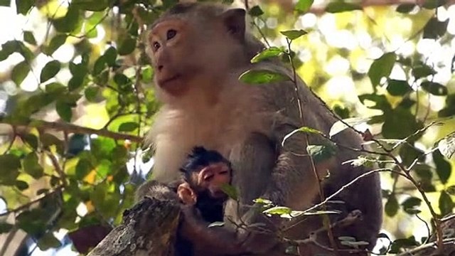 The Pack Of Jackals Came To Claim Justice For The Pack When It Was Hunted By A Lion - Lion vs Jackal