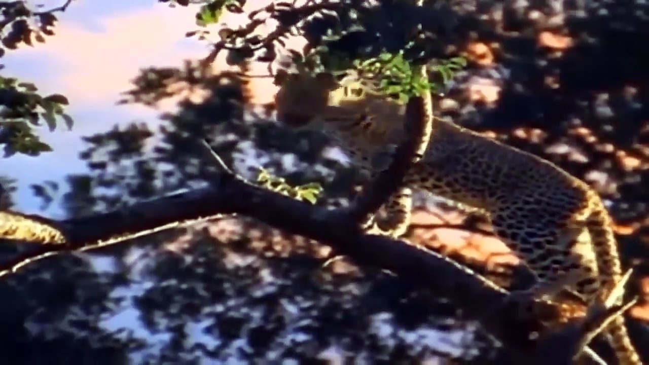 Leopards Can Only Stand And Watch Hyenas Blatantly Fighting For Their Prey - Lion Vs Hyenas