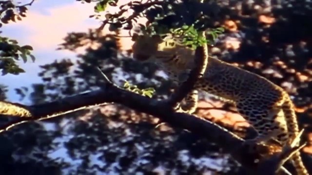 Leopards Can Only Stand And Watch Hyenas Blatantly Fighting For Their Prey - Lion Vs Hyenas