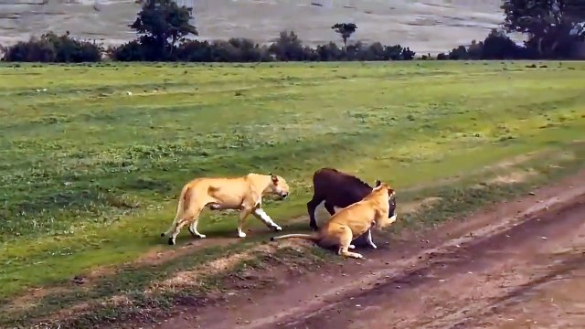 Pain!!! The End Is Too Expensive For The Life Of The Lion King To Play With The Most Venomous Snakes