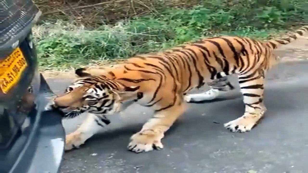 Rebellion!!! Wild Animals Frantically Attack Passersby And Locals - Lion, Buffalo, Monkey, Tiger...