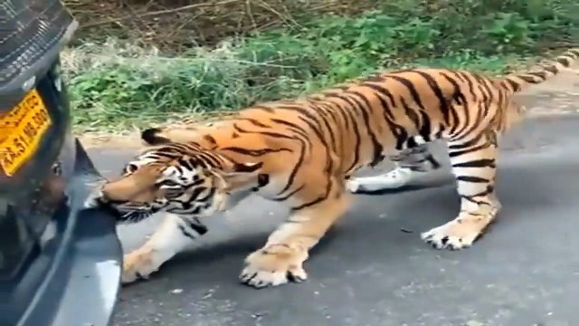 Rebellion!!! Wild Animals Frantically Attack Passersby And Locals - Lion, Buffalo, Monkey, Tiger...