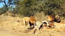 Foolish Lion Mistakenly Attacks Crazy Giraffe And Painful Ending - King Of The Sky Vs King Of Speed