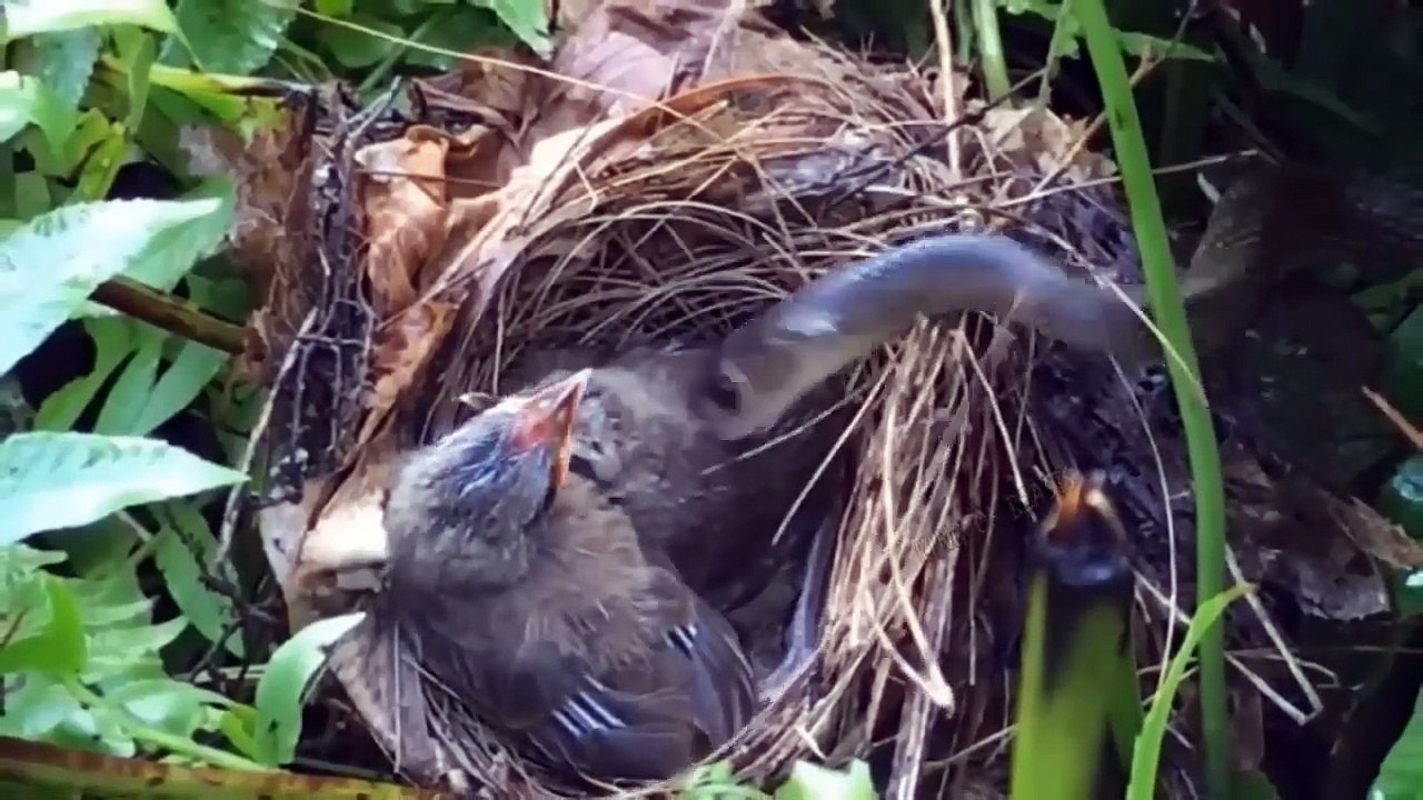 Great Battle Between The King Of The Sky And The King Of Reptiles - King Of The Sky Vs King Of Speed