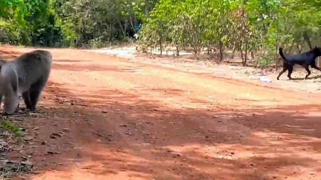 Smart Animal War!!! Crazy Monkey Pulls Troops To Attack Domestic Dogs - Monkey Vs Dog