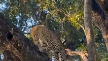 Distant Kin War!!! African Wildcat In Pain When Attacked By Leopards - African Wildcat Vs Leopard