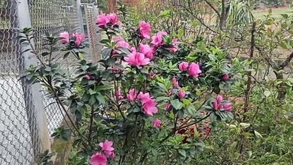 forest azaleas