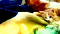 Cute Kitten playing with mothers RKM4